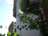 rose2.webp