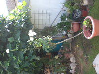 rose3.webp