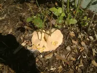 DSCF0135.webp