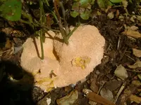 DSCF0136.webp