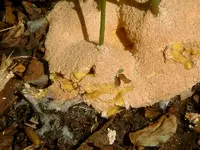 DSCF0137.webp