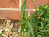 hirse (1).webp