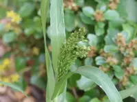 Panicum.webp
