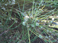 Ginster.webp