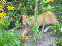 chili on tour_13.webp