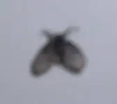 Evtl. Zwiebelfliege.webp