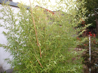 DSCF0002a.webp