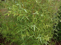 DSCF0004a.webp
