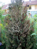 hhDSC02512.webp