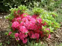 PICT2407.webp