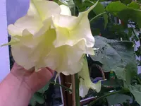 Angels Glorie 1.webp