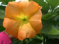 Brugmansia5.webp