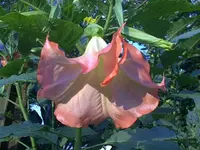Engelchen rosa 11.webp