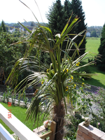 Pälmsche2 26.08.07.webp