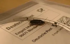 fliegender Käfer.webp