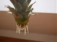 Ananas 2.webp