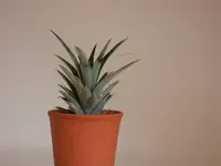 Ananas - 1.webp
