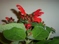 100_0113.webp