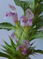 Kopie von P1000486.webp