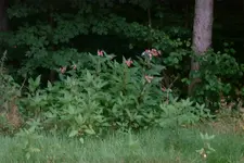 RosaGewaechs.webp