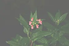 RosaGewaechs-dunkelrosa.webp