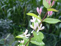 PICT0013.webp