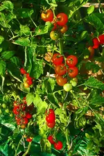 DSC02655_bearbeitet-3.webp