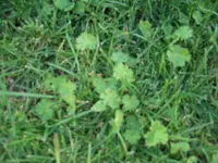 CIMG1475.webp