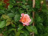 P1000428.webp
