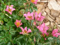 P1000431.webp