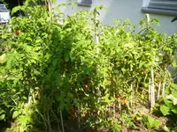 000_0772.webp