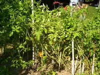 000_0773.webp