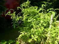 000_0775.webp
