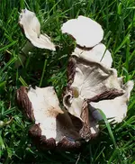 pilze01.webp