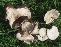 pilze02.jpg