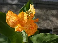 Canna.webp