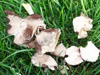 pilze03.webp