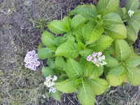 hortensie 001.webp