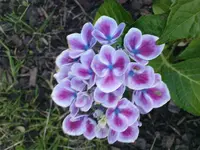 hortensie 002.webp
