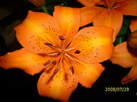 Lilie O.webp