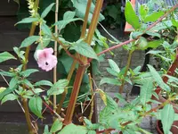 100_1555.webp