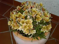 2008.07.08 (1).webp