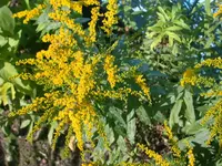 DSCN4765.webp