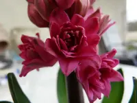 P1000719.webp