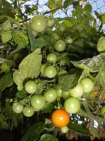 tomaten4.webp