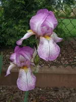 Iris für Aivlis.webp
