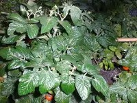 tomaten8.webp