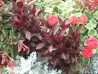 CIMG1494.webp