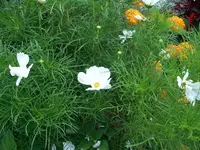 CIMG1499.webp