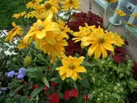 CIMG1503.webp